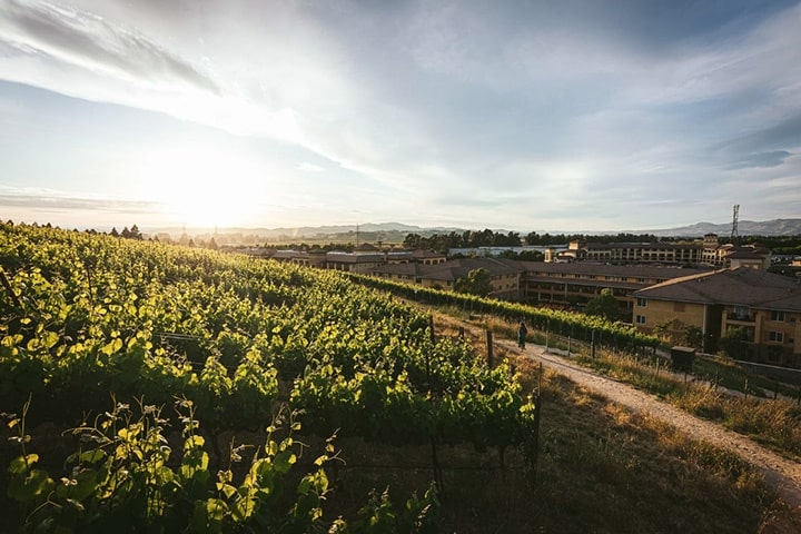 The Meritage Resort and Spa next to vineyards