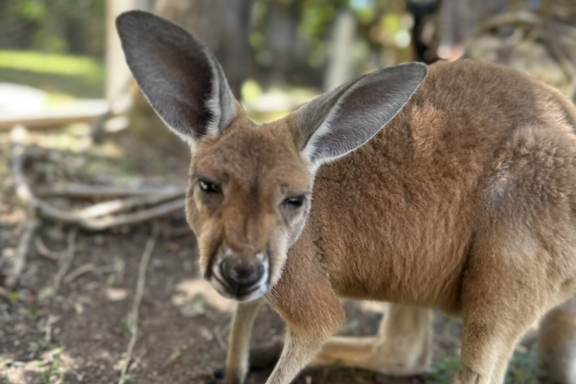 Kangaroo-on-Necker-Island