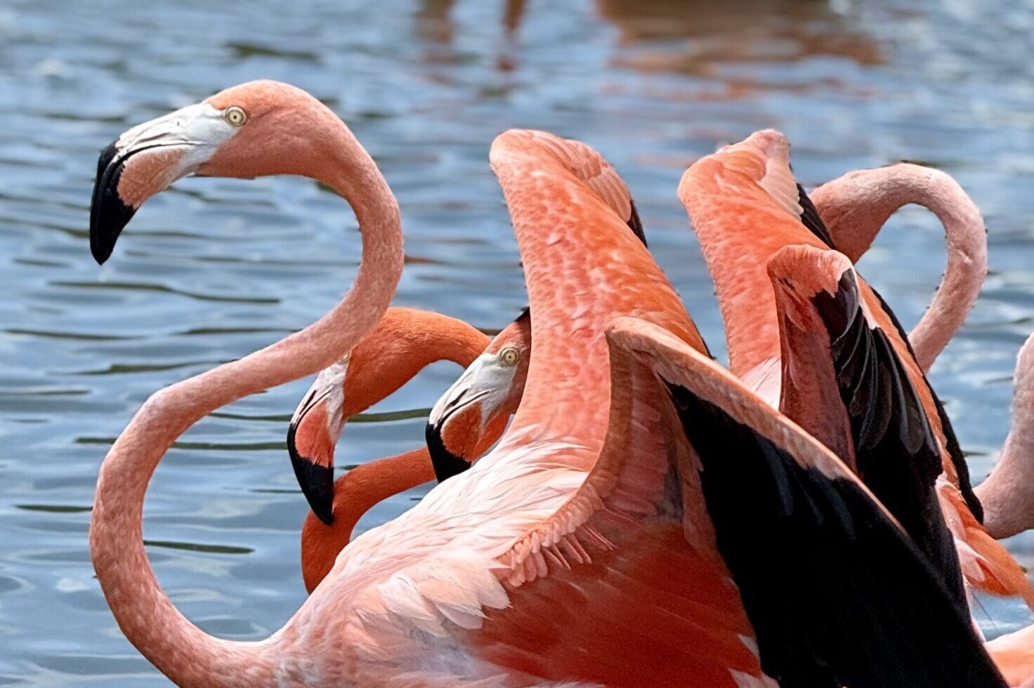 Flamingos-on-Necker-Island