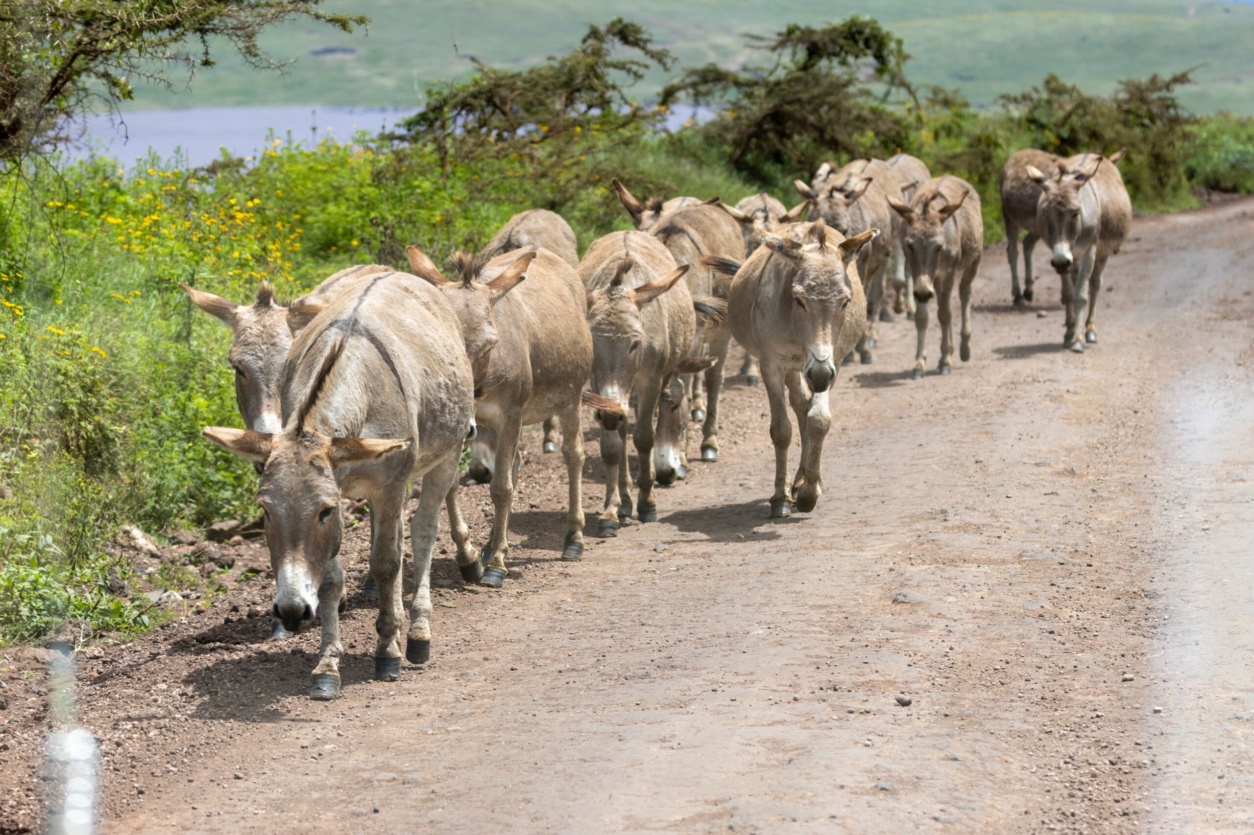 African Wild Donkey - Serengeti Game Drive
